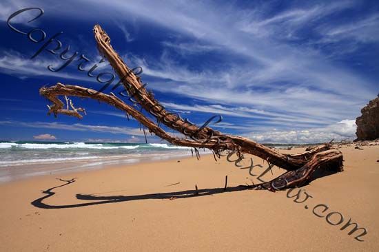 Wallabi (5)